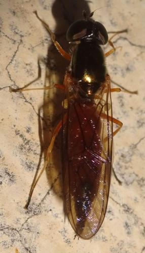 Sargus bipunctatus